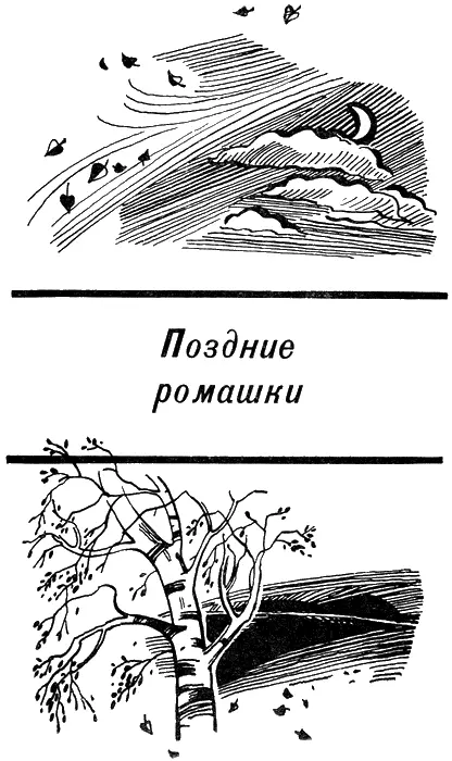 ПОЗДНИЕ РОМАШКИ Я гляжу на море и свечусь Я гляжу на море и свечусь - фото 6