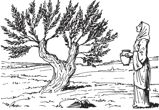 Оливковое масло Олива благословенное дерево Одно из первых упоминаний об - фото 1
