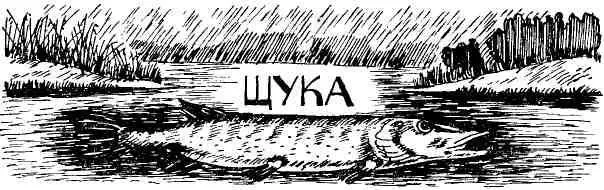 Настоящих охотников мало Я встретил их не более четырехпяти несущих то что - фото 15