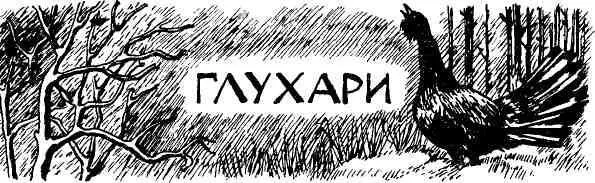 Помню на покосе полез в гору за брусникой и там увидел громадную белоклювую - фото 42