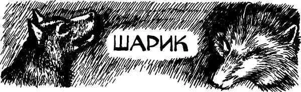 Сколько помню мы всегда держали собак Когда Дамку у нас съели волки я - фото 58