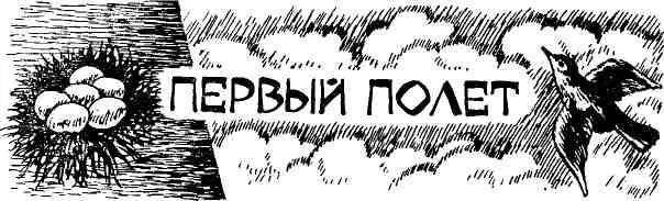 В крыше теплицы выпало стекло Пока собирался вставить горихвостка там свила - фото 63