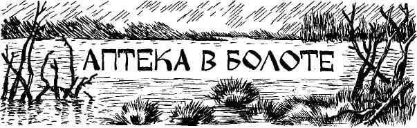 Я никогда не упускаю возможности завернуть в моховое или как еще говорят - фото 82