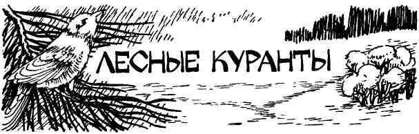 Стою в птичьем ряду В клетках сверкают оперением щеглы чижи чечетки клесты - фото 91