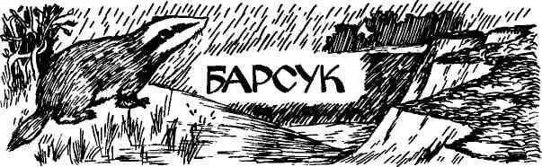 В начале сентября береза начинает подгорать с середины исподволь занимаясь все - фото 95