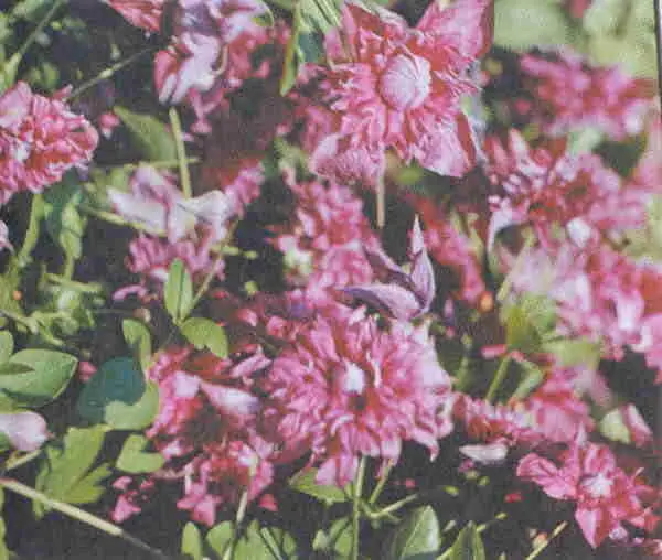 Пурпуреа Плена Элеганс Purpurea Plena Elegans Группа Витицелла Е Andre - фото 91