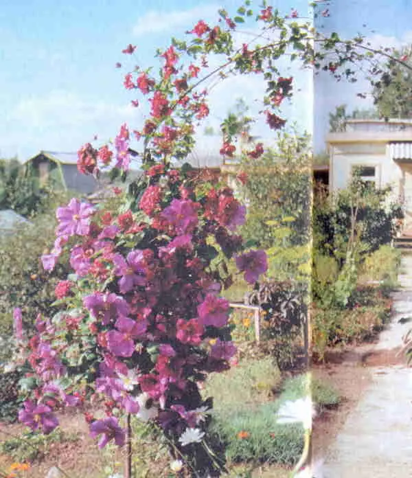 Изгороди вдоль дорог можно украшать к виноградолистным к лигустиколистным - фото 11