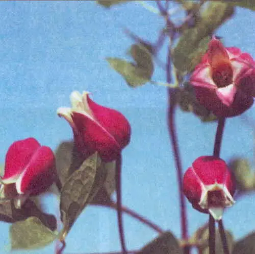 К техасский С texensis Buckl С coccinea Engelm Родина Северная - фото 42