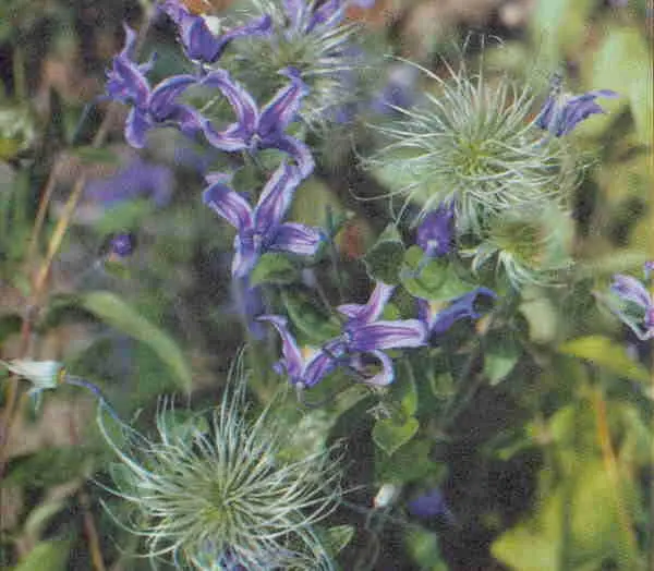 К цельнолистный С integrifolia L Родина почти вся Европейская часть - фото 46