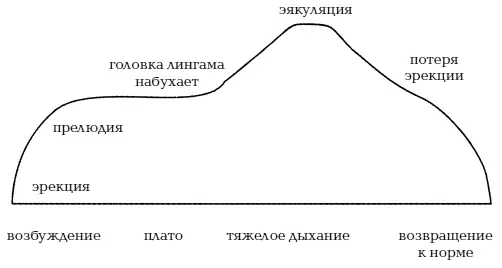 Диаграмма I иллюстрирующая стадии ведущие к оргазму мужчины Вначале - фото 258