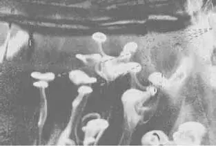 Капли образуют кольца и грибы при опускании Фотография перевернута вверх - фото 62