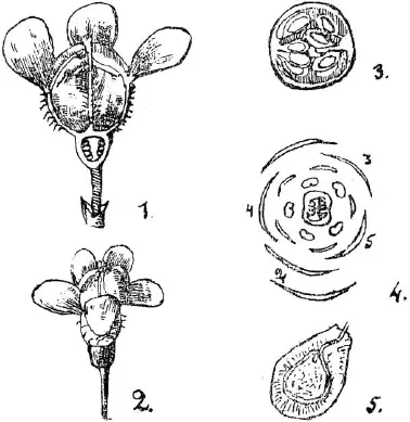 Рис 1 Строение цветка и семени крыжовника 1 цветок в продольном разрезе 2 - фото 3