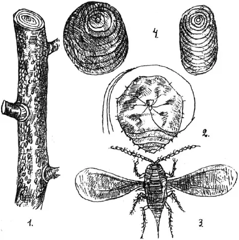 Рис 129 Червецустрицевидный Aspidiotus ostreaeformis Curtis 1 колония - фото 133
