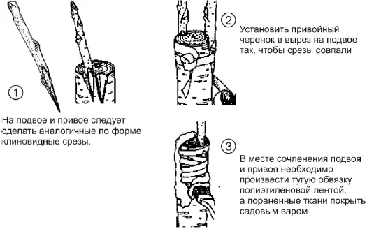 Рис Г Техника проведения прививки клином гайфус Рис Г2 Копулировка 1 - фото 136