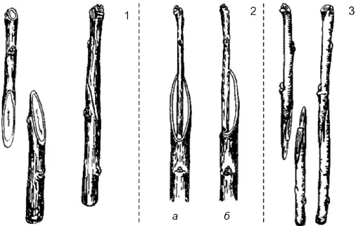 Рис Г2 Копулировка 1 простая при одинаковой толщине привоя и подвоя 2 - фото 137