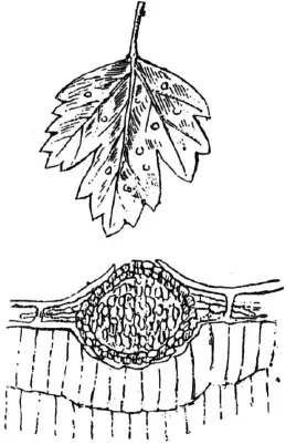 Рис 61 Белая пятнистость листьев крыжовника Phyllosticta Grossulariae Sacc - фото 63