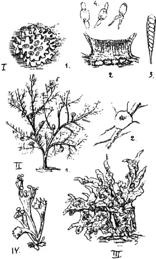 Рис 68 Лишайники на коре деревьев и ягодных кустов I стенница Physcia - фото 70