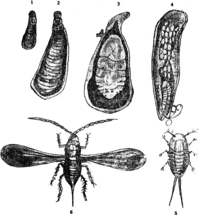 Рис 70 Червец яблоневый Mytilaspis pomorum Bche 1 щиток молодой - фото 72