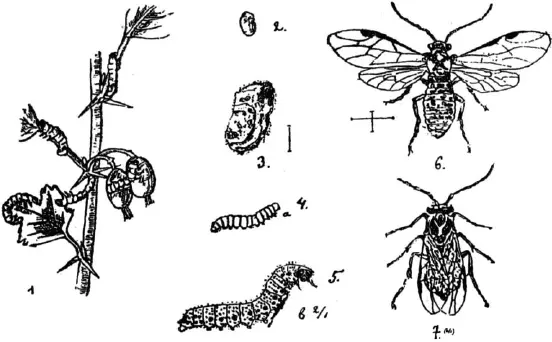 Рис 72 Тонкоус брюхастый Nematus ventricosus Kiug 1 ветка с гусеницами - фото 74