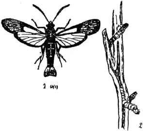 Рис 73 Стеклянница смородиновая Sesia tipuliformis С 1 бабочка увел 3 - фото 75