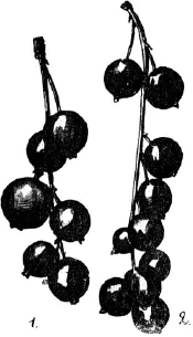 Рис 82 Черная смородина зеленоплодная Ribes nigrum L var viridicarpum 1 - фото 86