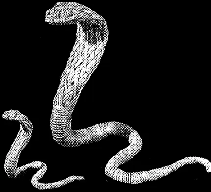 Рис 86 Кобра Рис 87 Плетение кобры Теперь на болванке головы кобры - фото 86