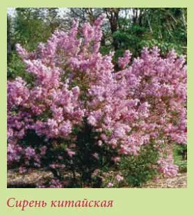 Сирень китайская Syringa х chinensis Syringa protolaciniata х Syringa - фото 117
