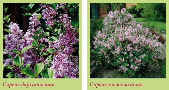 Сирень мелколистная Syringa microphylla а также ее сорта стали очень - фото 118