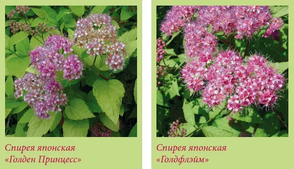 Спирея японская Голден Принцесс Spiraea х japonica Golden Princess - фото 122
