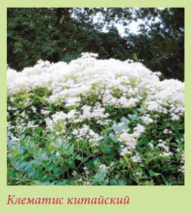 Клематис китайский Clematis chinensis Osbeck В диком виде распространен в - фото 134