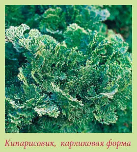 Кипарисовик Лаусона Chamaecyparis lawsoniana Медленнорастущие деревья не - фото 147