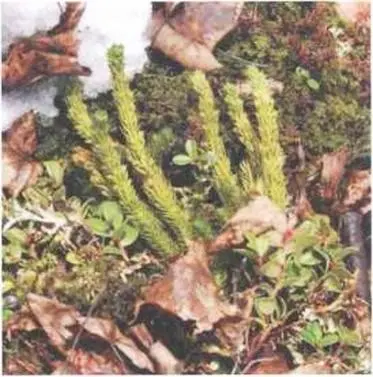 Фото 20 Lycopodium selago плаун баранец ранней весной На старых желтоватых - фото 31
