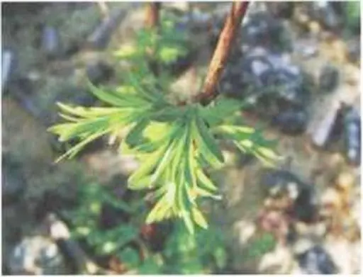 Фото 21 Metasequoia glyptostroboides метасеквойя глиптостробусовая Молодой - фото 32