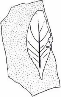 Рис 14 Dicotylophyllum pusillum дикотилофиллум пусиллум Отпечаток листа - фото 51