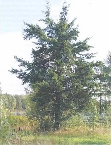 Фото 42 Pseudotsuga menziesii псвдотсуга Мензиса в возрасте 39 лет - фото 62