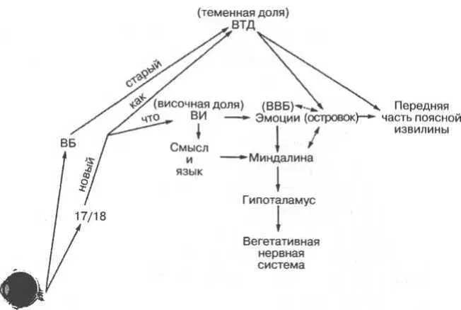 Рис 92 Схематичный вариант рисунка 91 показывающий различие между эмоциями - фото 43