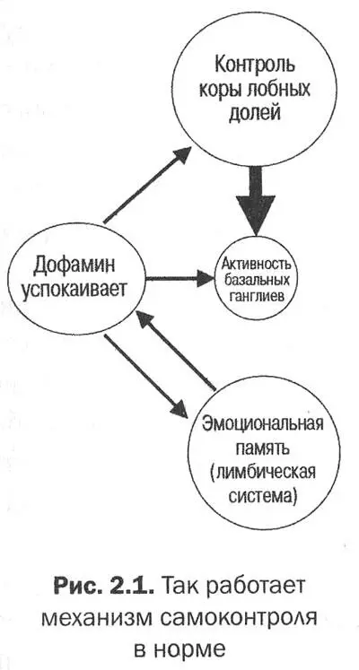 В норме умная кора лобных долей обеспечивает рассудительность и эмоциональный - фото 11