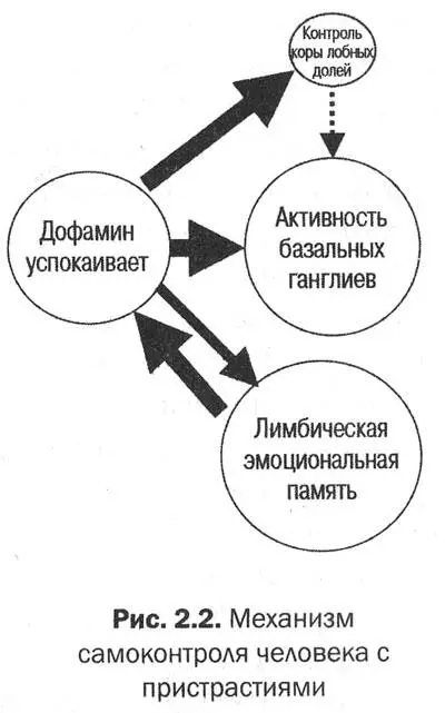 В норме умная кора лобных долей обеспечивает рассудительность и эмоциональный - фото 12