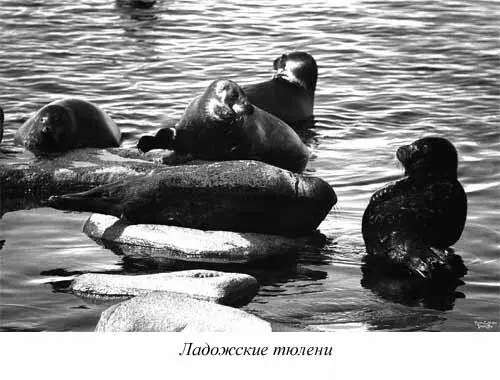 Есть в Ладоге и водное млекопитающее ладожский тюлень или нерпа весом 3080 - фото 56
