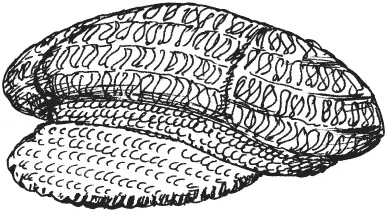 Рисунок 17 Кепка Шарфики шарфыворотники манишки и варежки - фото 18