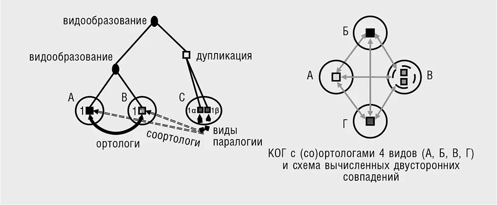 Изначально не вполне складная аббревиатура КОГ относилась к кластерам - фото 12