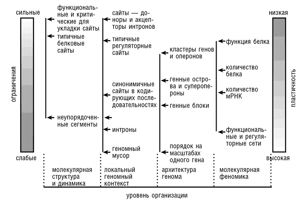 Рис 39 Схематическая сводка эволюционных ограничений действующих на - фото 18