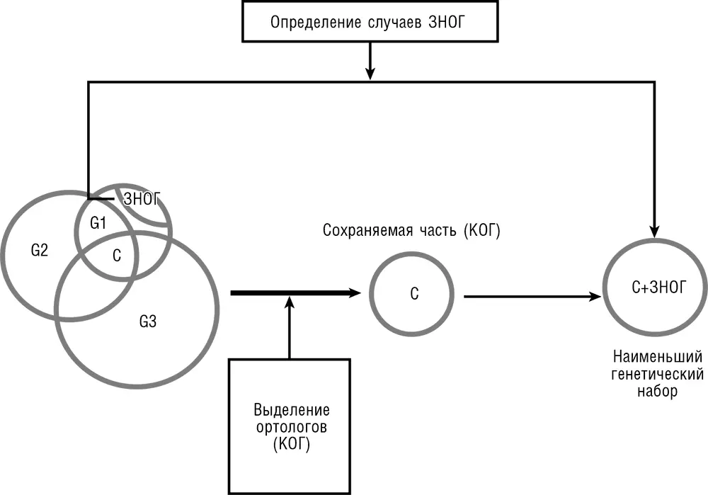 Рис 310 Выделение минимального набора генов клеточной жизни методами - фото 19