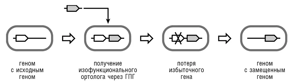 Рис 312 Эволюционный сценарий замещения неортологичных генов Повидимому - фото 21