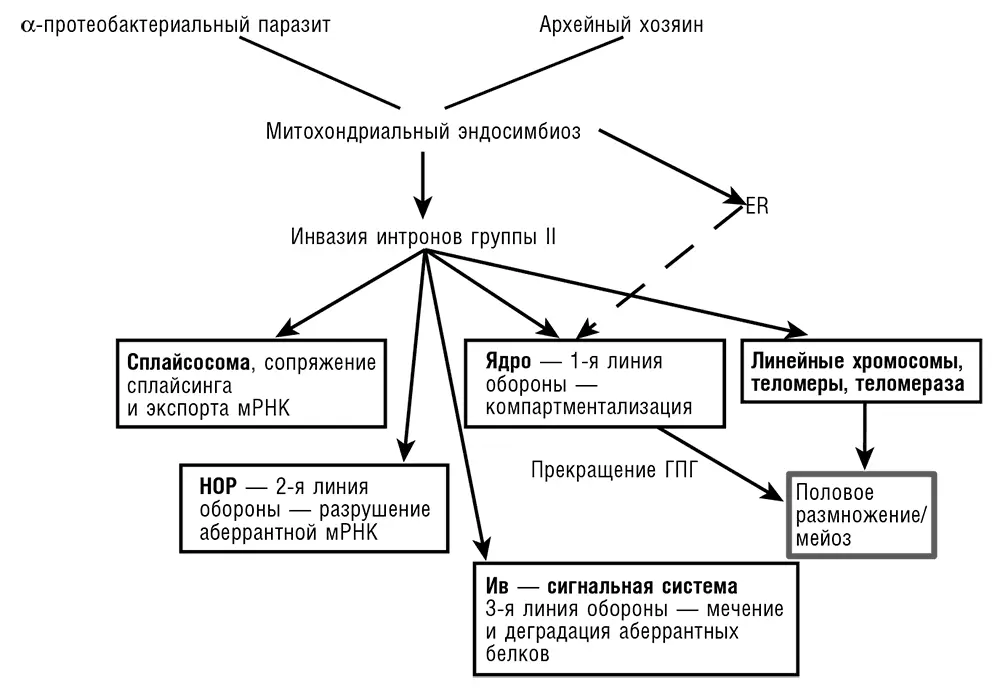Рис 76 Возникновение эукариотической клеточной организации как - фото 66