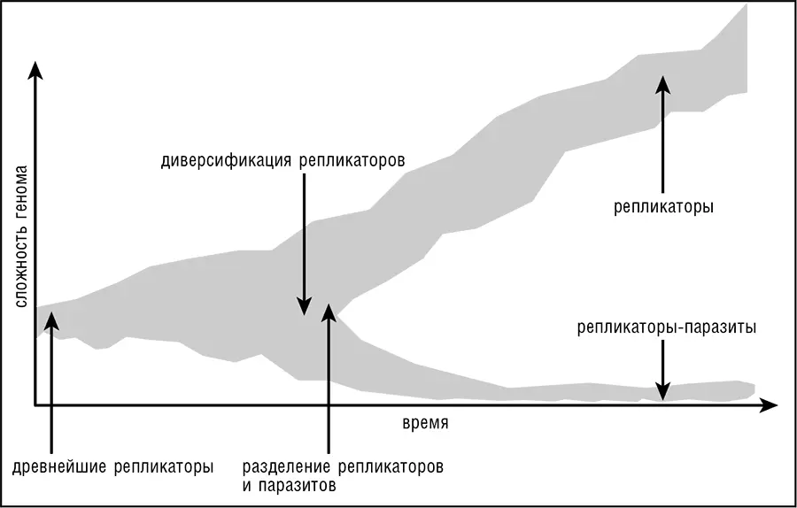 Рис 104 Дифференциация популяции эволюционирующих репликаторов на хозяев и - фото 95