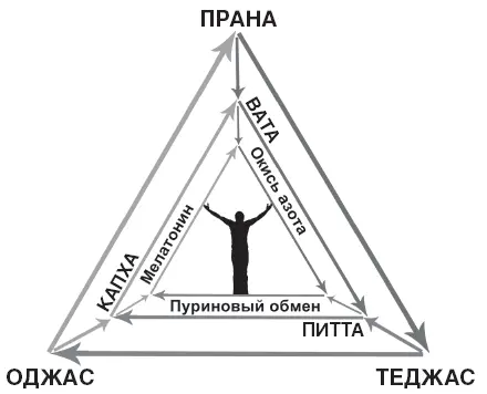 Но вернёмся к самому наружному треугольнику Защитные силы организма связаны с - фото 13