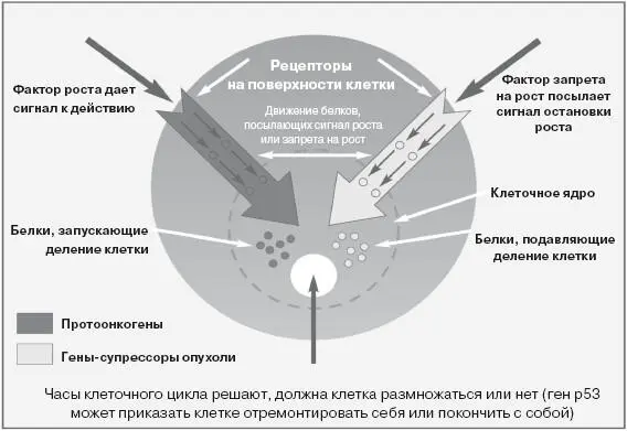 Рис 21 Сигналы роста и запрета на рост в нормальных клетках От повреждения - фото 34