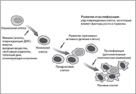 Рис 22Развитие и пролиферация части поврежденных клеток под влиянием - фото 35