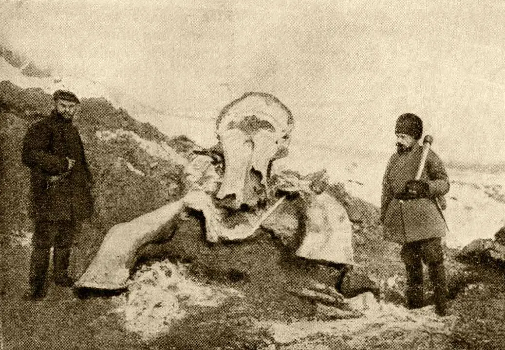 Труп мамонта откопанный в Сибири в 1902 году Изучая земные пласты богатые - фото 66